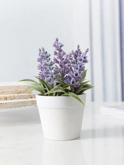 Lavender House Plant