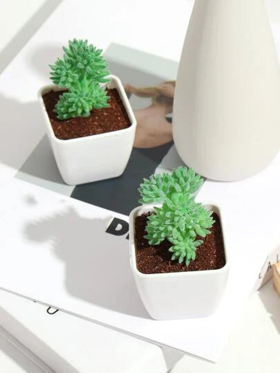 Bulgi Succulent
